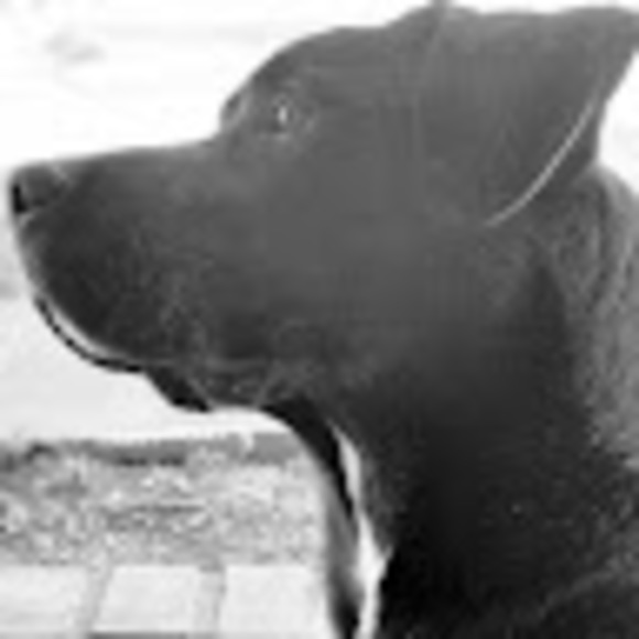 Meet your Posher, Christopher - Picture 1 of 1